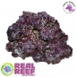 Real Reef Rock - XLarge/Show 4th Generation 1Kg