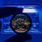 Preview: D-D Coral Colour Lense GEN2