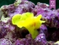 Antennarius pictus - Rundflecken Anglerfisch Gelb
