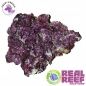Real Reef Rock Mixed Box 4th Generation 25Kg