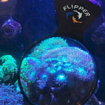 Flipper DeepSee Nano 3"