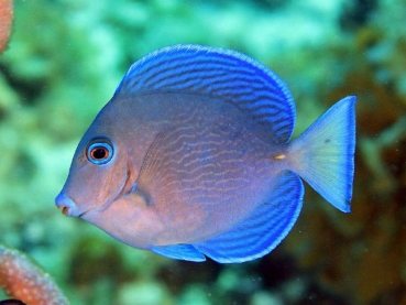 Acanthurus coeruleus Blauer-Doktorfisch