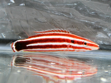 Bodianus sepiacaudus - Zuckerstangen-Lippfisch
