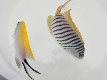 Genicanthus melanospilos - Pazifischer Zebrakaiserfisch