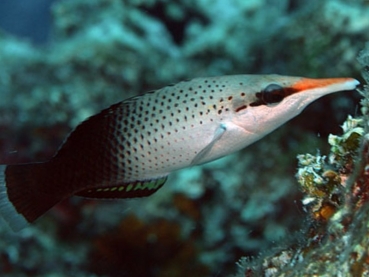 Gomphosus varius Langnasen-Lippfisch