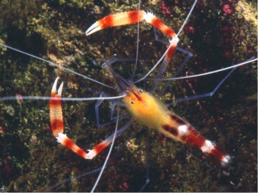 Stenopus cyanoscelis - Blaubein-Scherengarnele
