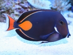 Acanthurus achilles - Achilles - Doktor