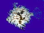 Chaetodermis penicilligerus - Schmuck-Feilenfisch