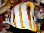 Chelmon rostratus - Orangebinden-Pinzettfisch