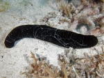 Holothuria atra - Schwarze Seegurke