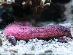 Holothuria edulis - Rosafarbene Seegurke