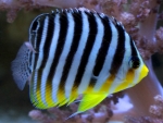 Paracentropyge multifasciata - Zebra-Zwergkaiserfisch