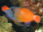 Pervagor melanocephalus - Rotschwanz Feilenfisch