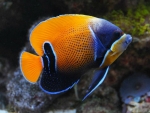 Pomacanthus navarchus - Traumkaiserfisch