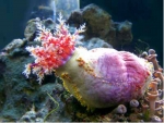 Pseudocolochirus violaceus - Bunte Seegurke