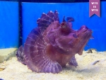 Rhinopias argoliba - Scorpionsfisch Purple (Futterfest)