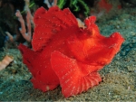 Rhinopias argoliba - Scorpionsfisch (Supre Red)