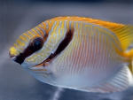 Siganus doliatus - Blaustreifen Kaninchenfisch (Fiji)