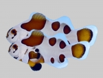 Amphiprion ocellaris - Mocha Storm Clownfish Pair