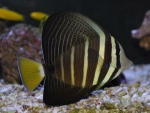 Zebrasoma veliferum Pazifischer - Segelflossen-Doktorfisch