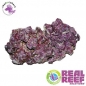 Preview: Real Reef Original Rock - Medium/Large 25kg