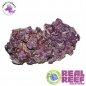 Preview: Real Reef Rock 4th Generation Mixed 1Kg