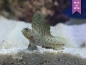 Preview: Emblemaria pandionis - Segelflossen Blenny