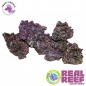 Mobile Preview: Real Reef Rock 4th Generation Mixed 1Kg