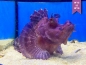 Preview: Rhinopias argoliba - Scorpionsfisch Purple (Futterfest)