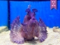 Preview: Rhinopias argoliba - Scorpionsfisch Purple (Futterfest)