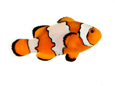 Amphiprion ocellaris snowflake (CH Nachzucht)