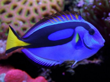 Paracanthurus hepatus - Paletten Doktorfisch