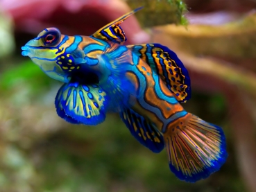 Synchiropus splendidus - Mandarinfisch-Leierfisch