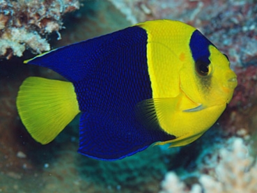 Centropyge bicolor - Blaugelber Zwergkaiserfisch