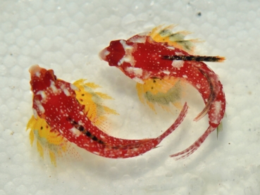 Synchiropus sycorax - Leierfisch (Männchen)