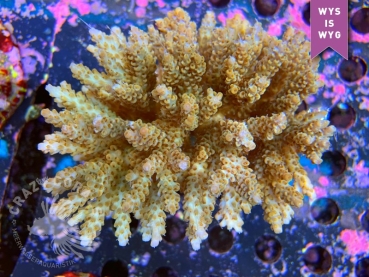 Acropora