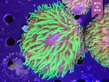 Fungia Ultra