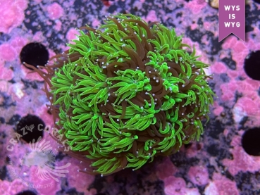 CC Galaxea astreata (Nachzucht)