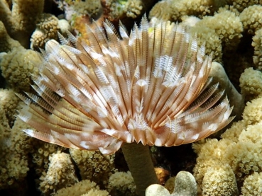 Sabella sp. - Röhrenwurm L-XL