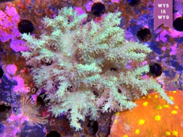Sinularia sp. (Nachzucht)