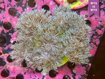 CC Xenia (Nachzucht)