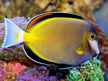 Acanthurus japonicus - Japanischer Doktorfisch