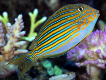 Acanthurus lineatus - Blaustreifen Doktorfisch