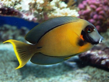 Acanthurus pyroferus