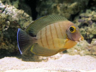 Acanthurus tristis - Indik-Mimikrydoktor