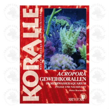 Acropora Geweihkorallen im Meerwasseraqauarium