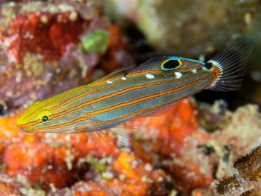 Amblygobius rainfordi