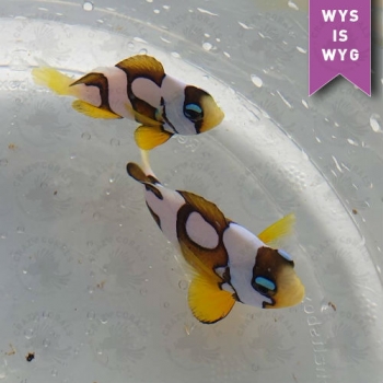 Amphiprion clarkii galaxy Pair