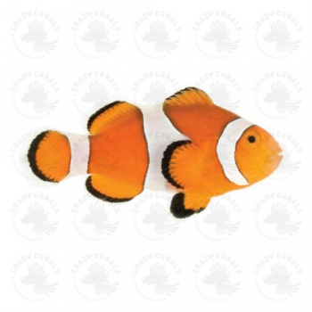 Amphiprion ocellaris - Schweizer Nachzucht