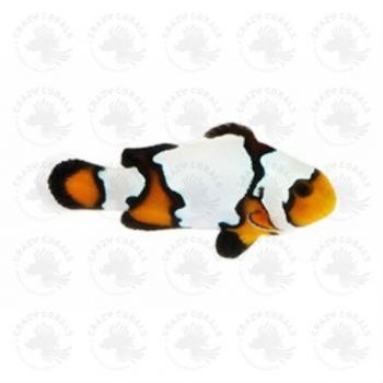 Amphiprion ocellaris Black Ice